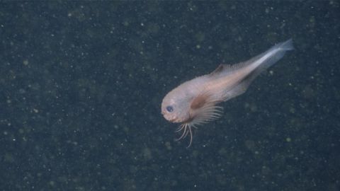 Рибу-равлика (Careproctus colliculi) було знято на плівку у 2019 році біля узбережжя Каліфорнії