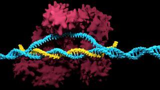 У США вперше схвалили препарат, створений за технологією CRISPR